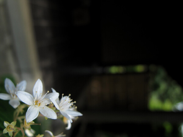 茶室の花