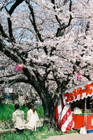 【桜】ふたり