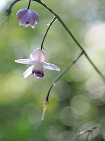 レンゲショウマ◎VARIO SUMMILUX25-50mm(1