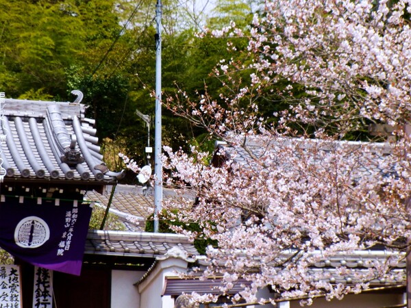 寺の桜