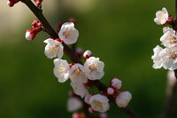 【春】Apricot