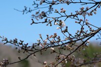 ソメイヨシノが開花・・。