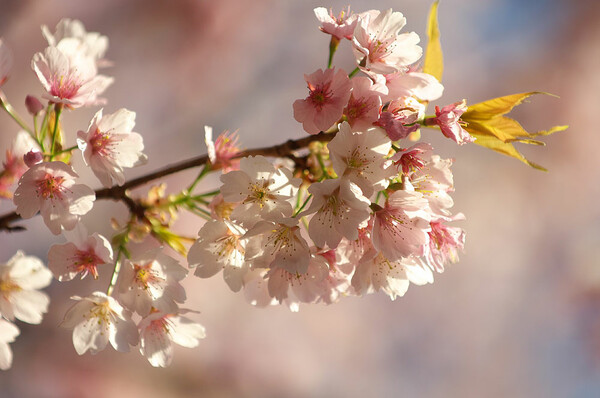 「春」この桜は・・・？