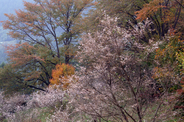 秋の【記】録　紅葉と桜