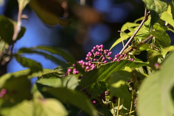 秋の実（その５）ムラサキシキブ