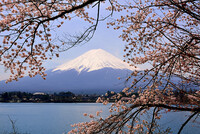 富士と桜