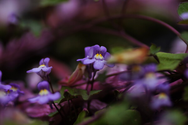【Purple】小さな壁の花