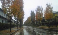 【秋】　濡れ落ち葉