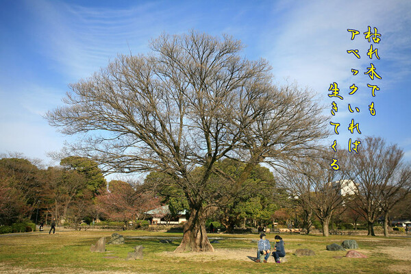 写川柳』一本の木