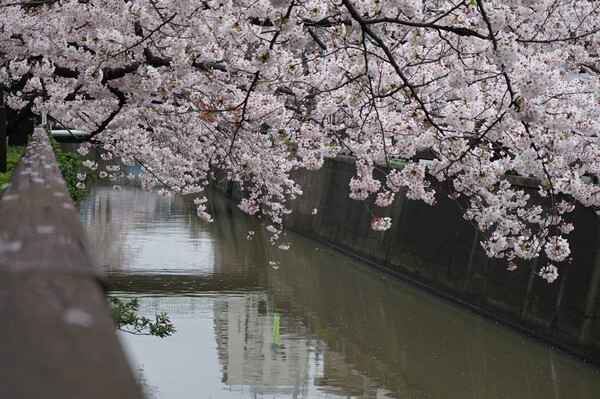 近くの川の桜
