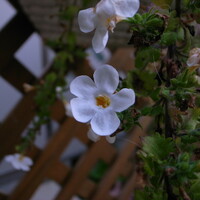 バコバの白花