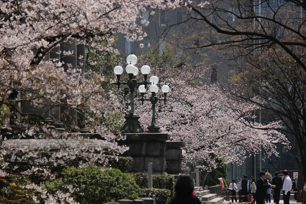 中之島図書館前（大阪）桜咲く