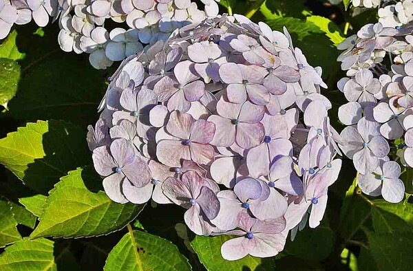 　　【　白い紫陽花　】