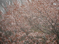 けむる山桜
