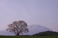 小岩井一本桜