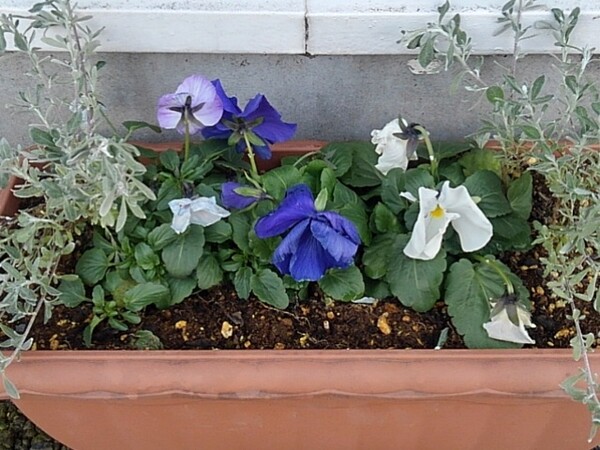 地元のココスの花