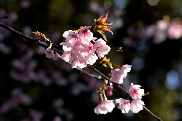 河津桜　と　ハチ