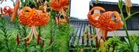 食用百合とオニユリの花