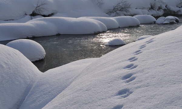 冬の川辺