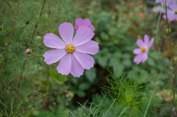 やっぱりピンク