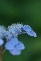 青い紫陽花