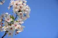 名残の桜（その４）