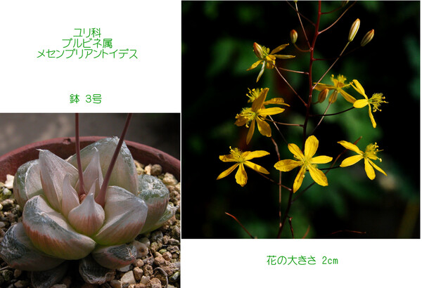 多肉植物の花