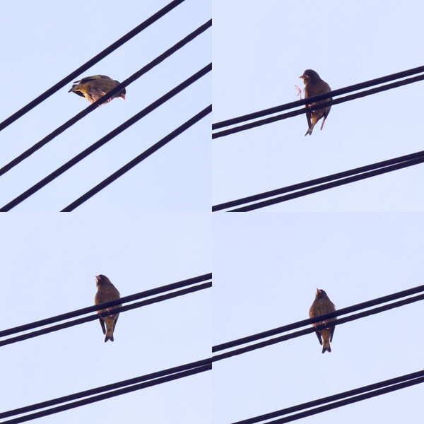 変な声で鳴く小鳥、電線に発見