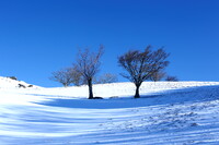 雪の牧場