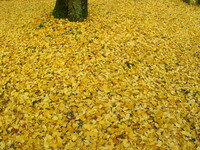 黄蘗色(きはだいろ）の絨毯