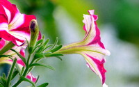 【初夏】の花サファニア　１