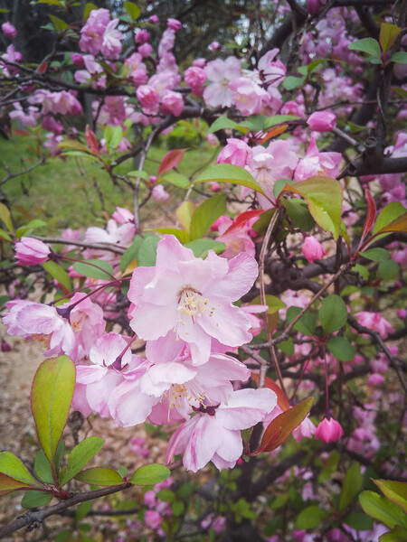 【春景色】大阪城の花海棠