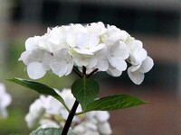 白い花アジサイ