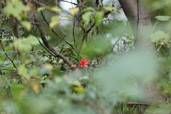 秋の藪に、初夏の赤
