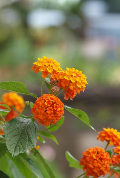 【縦撮り】２庭の花
