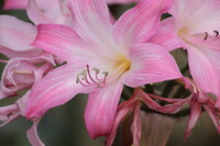 ヒガンバナ科の花のUP