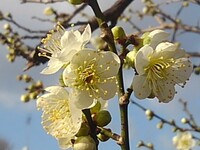 長峰公園で咲き始めた梅の花