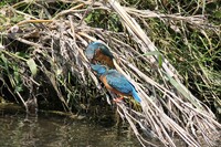 カワセミの求愛