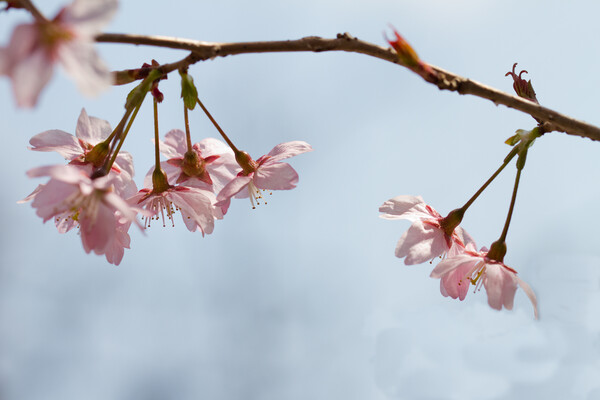 散歩道の一番桜