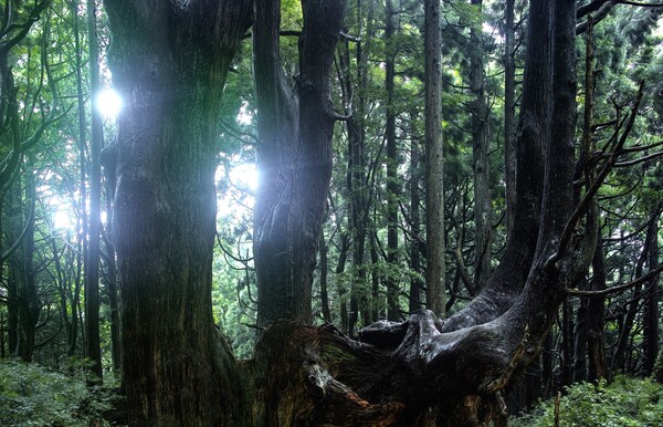 幻想の森の杉の木 3
