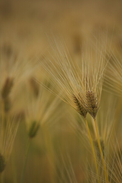 小麦の秋