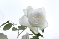 五月の白バラ