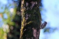 森の小さな啄木鳥