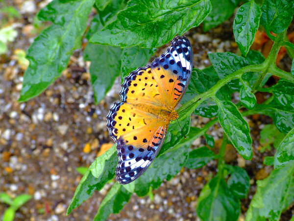 梅雨の晴れまの蝶