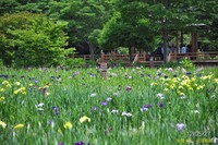 花菖蒲園