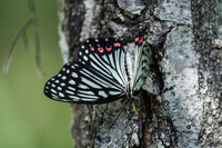 アカボシゴマダラ２