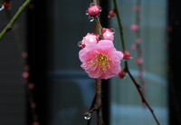 ピンクの枝垂れ梅