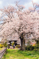 【はな】松源寺の桜