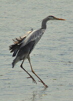 東京湾野鳥公園