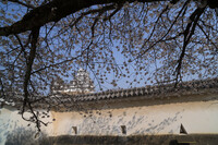 姫路城　山桜は既に満開